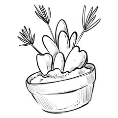 Handdrawn Succulent Illustration