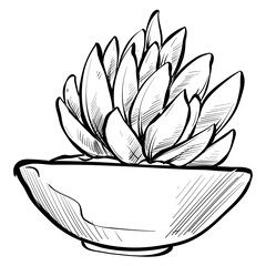 Handdrawn Succulent Illustration