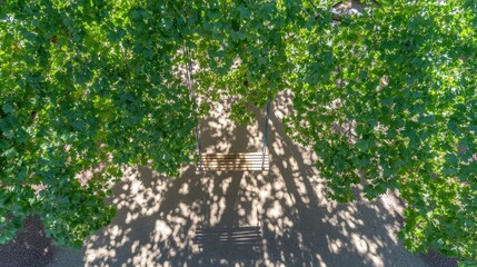 Fototapeta premium Peaceful Swing Under Green Tree Canopy