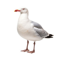 Obraz premium Natural white seagull on transparent background