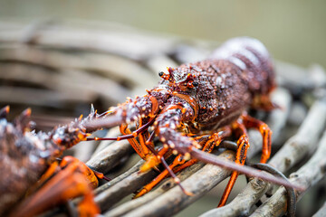 lobster fishing boat catching fish in pots and traps for the seafood industry
