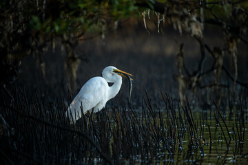egret fishing catching fish and eel in a swamp in the australian bush