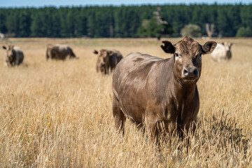 dairy cows grazing on grass in a meadow on a farm