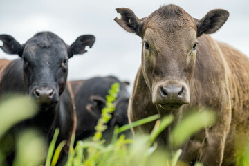 Fototapeta premium beautiful cattle in Australia eating grass, grazing on pasture. Herd of cows free range beef being regenerative raised on an agricultural farm. Sustainable farming