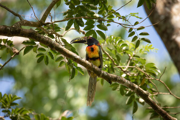 Colorful toucan bird with long beak surrounded by green leaves perched in the shade of a tree of the Yucatan forest on a hot afternoon in Mexico  