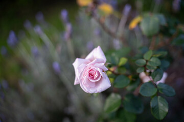 pink roses in a garden with gardener looking looking at them at dusk in australia