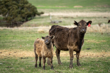 growing real healthy food. beautiful cattle in Australia  eating grass, grazing on pasture. Herd of cows free range beef being regenerative raised on an agricultural farm. Sustainable farming