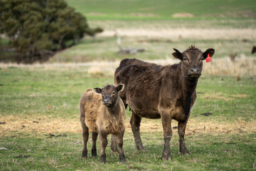 Fototapeta premium growing real healthy food. beautiful cattle in Australia eating grass, grazing on pasture. Herd of cows free range beef being regenerative raised on an agricultural farm. Sustainable farming