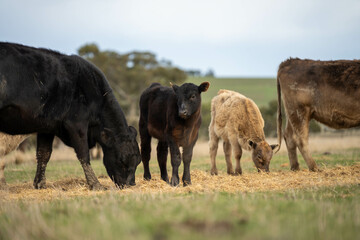growing real healthy food. beautiful cattle in Australia  eating grass, grazing on pasture. Herd of cows free range beef being regenerative raised on an agricultural farm. Sustainable farming