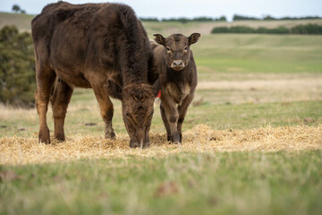 growing real healthy food. beautiful cattle in Australia  eating grass, grazing on pasture. Herd of cows free range beef being regenerative raised on an agricultural farm. Sustainable farming