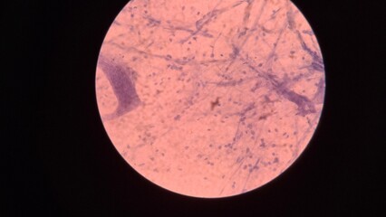 moon plant cell