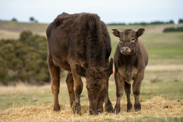 Fototapeta premium growing real healthy food. beautiful cattle in Australia eating grass, grazing on pasture. Herd of cows free range beef being regenerative raised on an agricultural farm. Sustainable farming