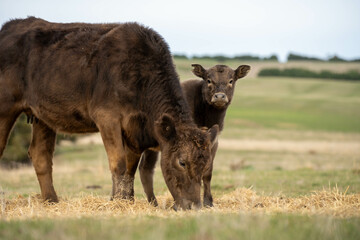 Fototapeta premium growing real healthy food. beautiful cattle in Australia eating grass, grazing on pasture. Herd of cows free range beef being regenerative raised on an agricultural farm. Sustainable farming