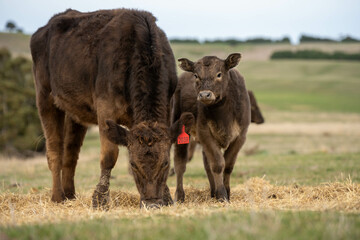 growing real healthy food. beautiful cattle in Australia  eating grass, grazing on pasture. Herd of cows free range beef being regenerative raised on an agricultural farm. Sustainable farming