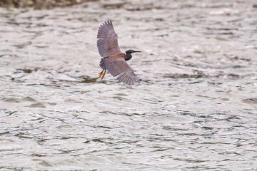 防波堤から飛び立つ美しいクロサギ（サギ科）。
英名学名：Pacific Reef-Heron (Egretta sacra)
静岡県伊豆半島賀茂郡南伊豆町中木ヒリゾ浜2024年
