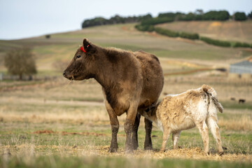 growing real healthy food. beautiful cattle in Australia  eating grass, grazing on pasture. Herd of cows free range beef being regenerative raised on an agricultural farm. Sustainable farming