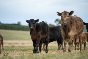 growing real healthy food. beautiful cattle in Australia  eating grass, grazing on pasture. Herd of cows free range beef being regenerative raised on an agricultural farm. Sustainable farming