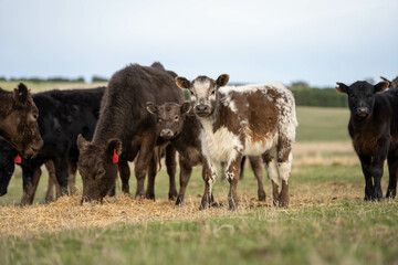 growing real healthy food. beautiful cattle in Australia  eating grass, grazing on pasture. Herd of cows free range beef being regenerative raised on an agricultural farm. Sustainable farming