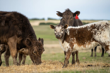 growing real healthy food. beautiful cattle in Australia  eating grass, grazing on pasture. Herd of cows free range beef being regenerative raised on an agricultural farm. Sustainable farming