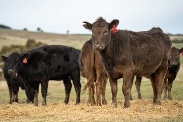growing real healthy food. beautiful cattle in Australia  eating grass, grazing on pasture. Herd of cows free range beef being regenerative raised on an agricultural farm. Sustainable farming