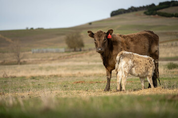 growing real healthy food. beautiful cattle in Australia  eating grass, grazing on pasture. Herd of cows free range beef being regenerative raised on an agricultural farm. Sustainable farming