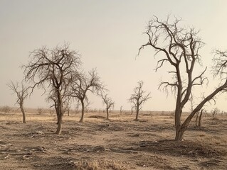 Dead Trees Stand Tall in Arid Landscape