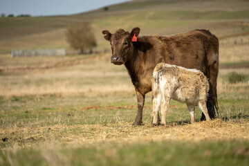 growing real healthy food. beautiful cattle in Australia  eating grass, grazing on pasture. Herd of cows free range beef being regenerative raised on an agricultural farm. Sustainable farming
