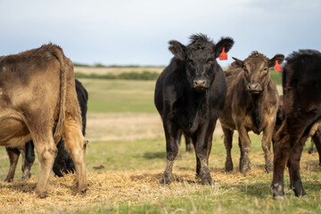growing real healthy food. beautiful cattle in Australia  eating grass, grazing on pasture. Herd of cows free range beef being regenerative raised on an agricultural farm. Sustainable farming