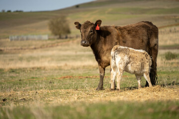 growing real healthy food. beautiful cattle in Australia  eating grass, grazing on pasture. Herd of cows free range beef being regenerative raised on an agricultural farm. Sustainable farming