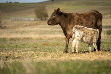 growing real healthy food. beautiful cattle in Australia  eating grass, grazing on pasture. Herd of cows free range beef being regenerative raised on an agricultural farm. Sustainable farming