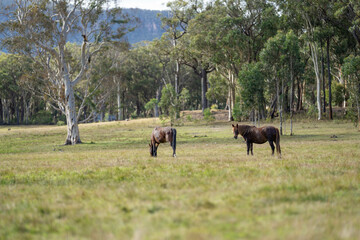 wild horse in a woodland grazing on grass eating pasture