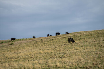 growing real healthy food. beautiful cattle in Australia  eating grass, grazing on pasture. Herd of cows free range beef being regenerative raised on an agricultural farm. Sustainable farming