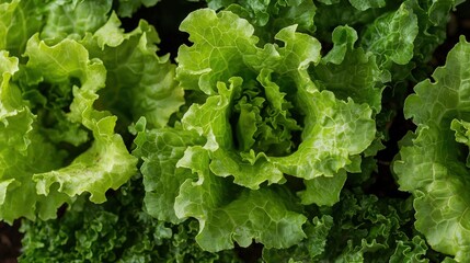 Fresh green lettuce heads growing in a sunny garden during the afternoon