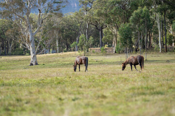 wild horse in a woodland grazing on grass eating pasture