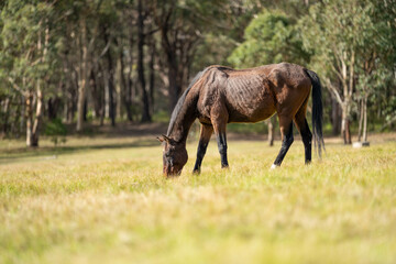 Fototapeta premium wild horse in a woodland grazing on grass eating pasture