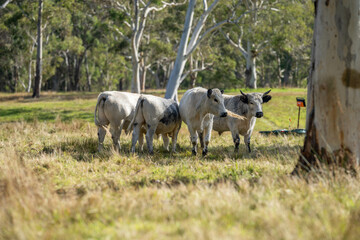 speckle park cows and bull on a farm eating grass and living free range