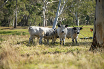 herd of cattle eating grass in a paddock on an agricultural field crop