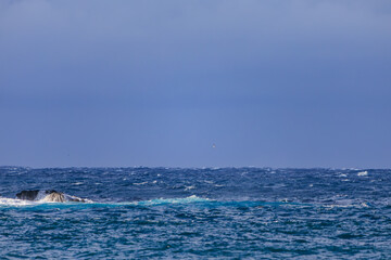 港の遥か沖を飛翔する美しいオオミズナギドリ（ミズナギドリ科）。
英名学名：Streaked Shearwater, Calonectris leucomelas
静岡県伊豆半島賀茂郡南伊豆町中木ヒリゾ浜2024年
