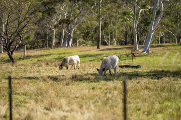 herd of cattle eating grass in a paddock on an agricultural field crop