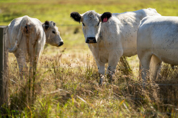 cows in a field eating grass and building soil carbon