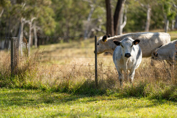 speckle park cows and bull on a farm eating grass and living free range