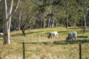 speckle park cows and bull on a farm eating grass and living free range