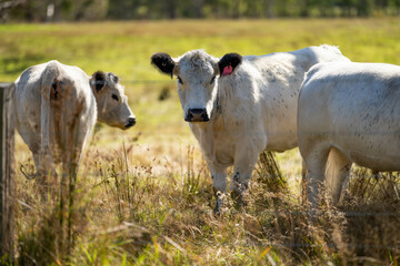 cows in a field eating grass and building soil carbon