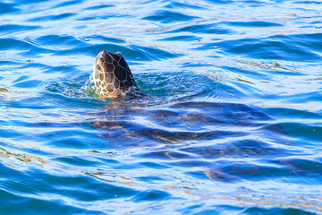 Fototapeta premium 中木港内で 息継ぎをするためにゆったり泳ぐ美しく大きなアオウミガメ（ウミガメ科）。 英名学名：green sea turtle (Chelonia mydas, family Turtles) 静岡県伊豆半島賀茂郡南伊豆町中木ヒリゾ浜2024年 