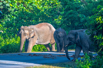 Fototapeta premium Elephants are large mammals and are the largest land animals. Wild elephants eat plants. They are big, have a small head, big legs, and have a trunk that reaches to the ground. That trunk is the nose.