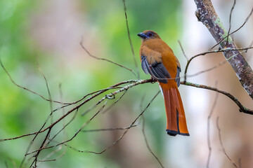 Orange-breasted Trogon Gray breast, lighter belly than males. Brown and black striped wings. Phetchaburi, Thailand.	