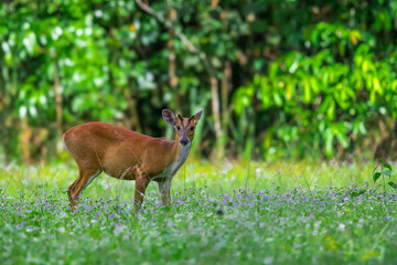 The hair on the body is brown. Have other colors mixed up He's smaller than other genus deer. Under the eyes there are clearly visible lacrimal glands.
