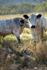 speckle park cows and bull on a farm eating grass and living free range