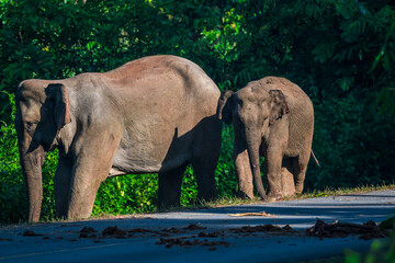 Fototapeta premium Elephants are large mammals and are the largest land animals. Wild elephants eat plants. They are big, have a small head, big legs, and have a trunk that reaches to the ground. That trunk is the nose.