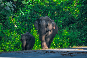 Fototapeta premium Elephants are large mammals and are the largest land animals. Wild elephants eat plants. They are big, have a small head, big legs, and have a trunk that reaches to the ground. That trunk is the nose.